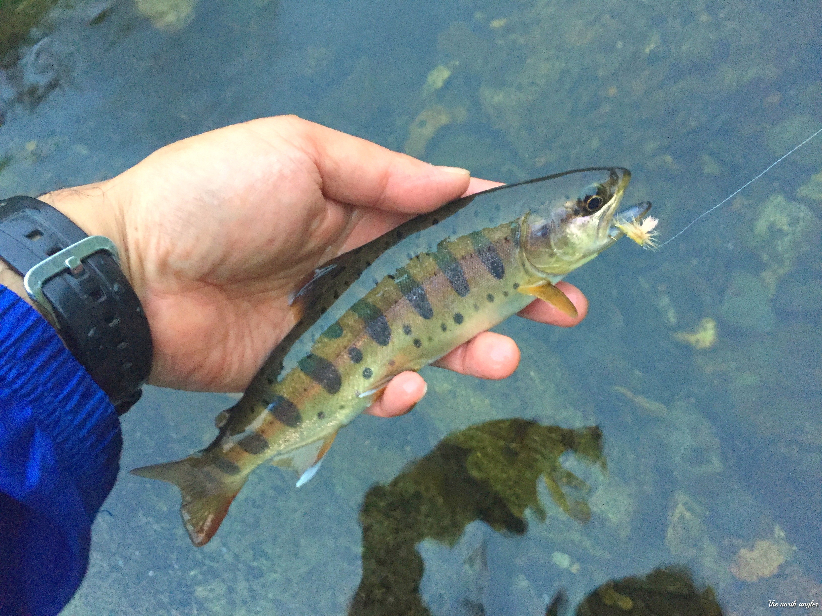 クリックしてね