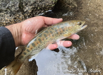 クリックしてね